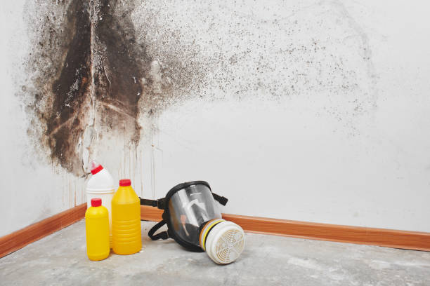 Best Fast Mold Removal  in Woodville, FL