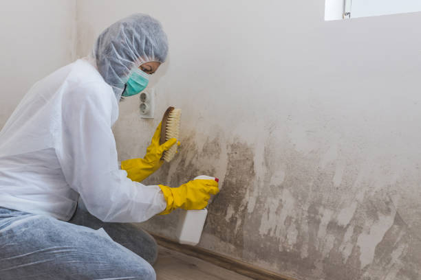 Best Mold Testing  in Woodville, FL