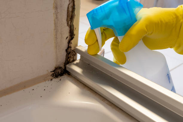 Attic Mold Removal in Woodville, FL