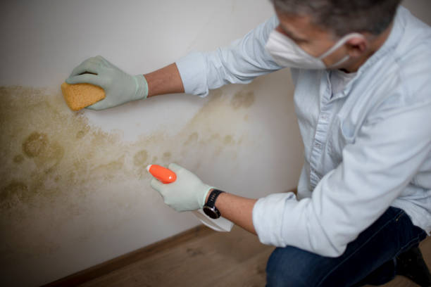 Best Mold Damage Repair  in Woodville, FL