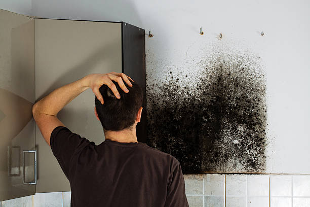 Best Attic Mold Removal  in Woodville, FL